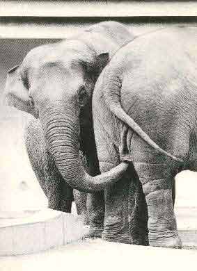 elephant-trunk-ass.jpg
